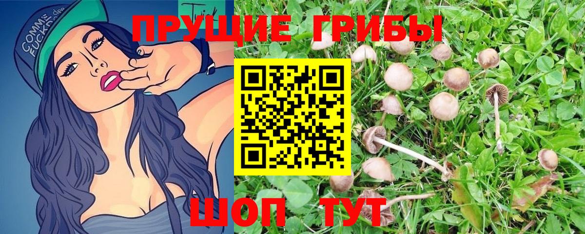 Галлюциногенные грибы Psilocybe  Галлюциногенные грибы прущие грибы  Красный Сулин  Вход с VPN 
